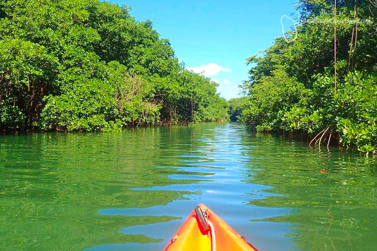 excursion en Guadeloupe mangrove riviere salee