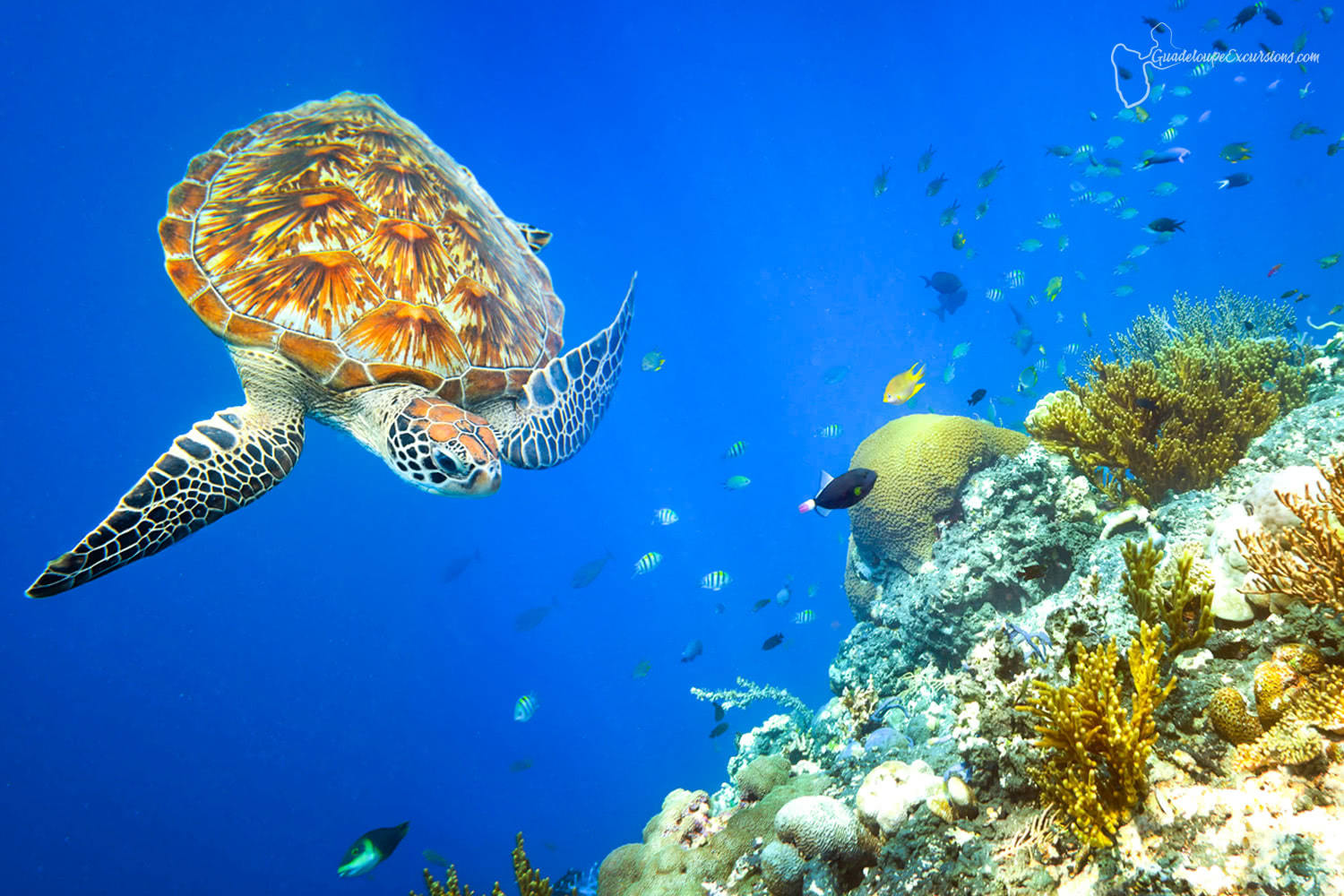plongee tortue guadeloupe