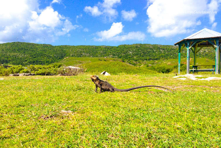 rencontre iguane excursion en Guadeloupe